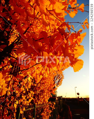 Autumn leaves illuminated by the setting sun Autumn leaves illuminated by the setting sun 124298539