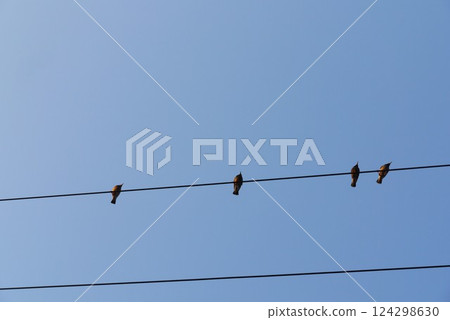 When I look up, I see a screen of blue sky and power lines. I wonder what a little bird is looking at as it rests its wings. When I look up, I see a screen of blue sky and power lines. I wonder what a little bird is looking at as it rests its wings. 124298630
