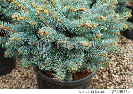 Seedlings of coniferous trees blue spruce in pots in plant nursery ready for planting Seedlings of coniferous trees blue spruce in pots in plant nursery ready for planting 124298843