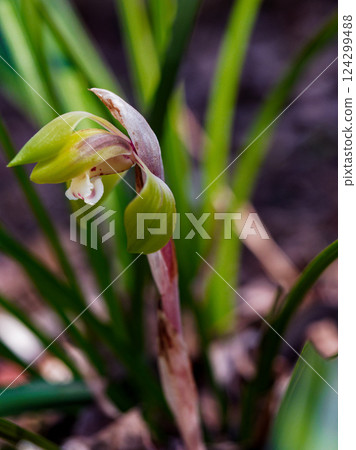 Blooming of the wild orchid, the orchid family Blooming of the wild orchid, the orchid family 124299488