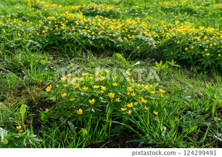 Summer Meadow with Buttercups 124299491
