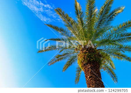 Coconut trees at Sotoura Beach, Shimoda City, Shizuoka Prefecture Coconut trees at Sotoura Beach, Shimoda City, Shizuoka Prefecture 124299705