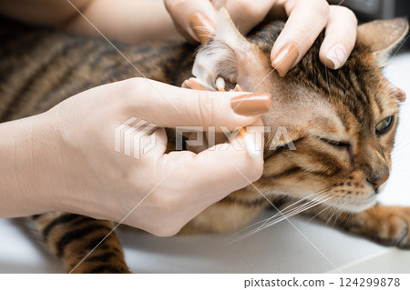 Pet hygiene. Woman cleaning ears of beautiful domestic Bengal cat. Close-up. Faceless. Pet hygiene. Woman cleaning ears of beautiful domestic Bengal cat. Close-up. Faceless. 124299878