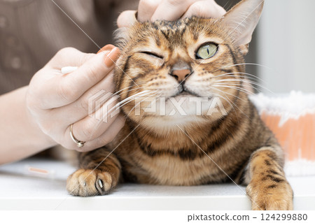 Pet hygiene. Woman cleaning ears of beautiful domestic Bengal cat. Close-up. Faceless. Pet hygiene. Woman cleaning ears of beautiful domestic Bengal cat. Close-up. Faceless. 124299880