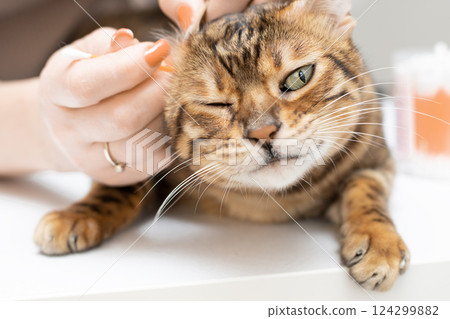 Pet hygiene. Woman cleaning ears of beautiful domestic Bengal cat. Close-up. Faceless. Pet hygiene. Woman cleaning ears of beautiful domestic Bengal cat. Close-up. Faceless. 124299882
