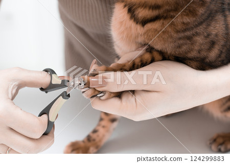Pet hygiene. Woman trimming claws of beautiful domestic Bengal cat. Close-up. Faceless. Pet hygiene. Woman trimming claws of beautiful domestic Bengal cat. Close-up. Faceless. 124299883