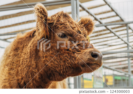 Galloway cattle breed for meat production Galloway cattle breed for meat production 124300003