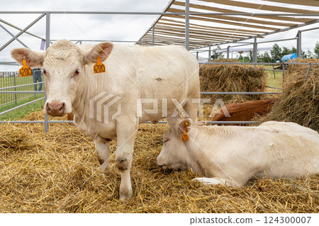 White cows in the corral close up. Agricultural Exhibition. 124300007