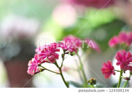 Levisia 124300134