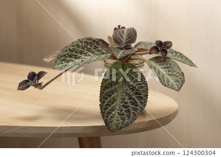 An Episcia cupreata or Flame Violet thrives in a glass bottle. An Episcia cupreata or Flame Violet thrives in a glass bottle. 124300304