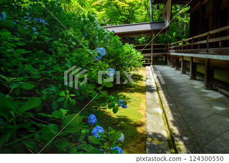 The inner sanctuary of Yokokuji Temple surrounded by hydrangeas The inner sanctuary of Yokokuji Temple surrounded by hydrangeas 124300550