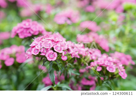 Beautiful pink Dianthus flower in the garden 124300611