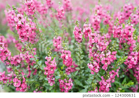 Beautiful pink Salvia nemorosa flowers in full bloom growing in the garden Beautiful pink Salvia nemorosa flowers in full bloom growing in the garden 124300631