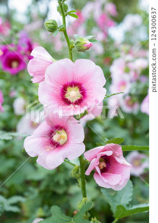 Blooming Pink hollyhock flower in the garden. Blooming Pink hollyhock flower in the garden. 124300637