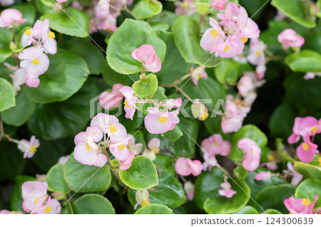 Pink Begonia flower, Begonia semperflorens. Pink Begonia flower, Begonia semperflorens. 124300639