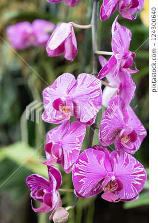 Beautiful Phalaenopsis orchids with beautiful flowers. 124300640