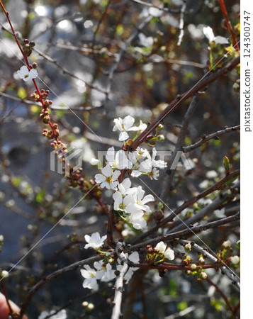 Spiraea thunbergii with white flowers and buds (branch of a spiraea thunbergii bathed in sunlight filtering through the trees) Spiraea thunbergii with white flowers and buds (branch of a spiraea thunbergii bathed in sunlight filtering through the trees) 124300747