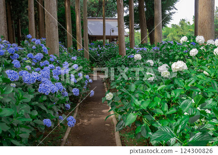日蓮宗總本山松濤山日本寺的繡球花長廊上的繡球花 日蓮宗總本山松濤山日本寺的繡球花長廊上的繡球花 124300826
