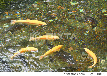 Fish and Forest Observation Garden (Nikko City, Tochigi Prefecture) Fish and Forest Observation Garden (Nikko City, Tochigi Prefecture) 124300843