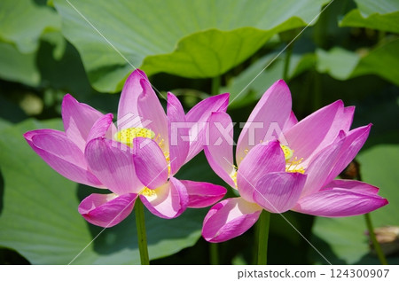 蓮花與蓮花古村 蓮花與蓮花古村 124300907