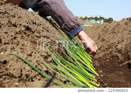 Planting green onion seedlings 124300933