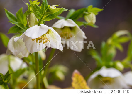 Pure white Christmas rose 02 Pure white Christmas rose 02 124301148