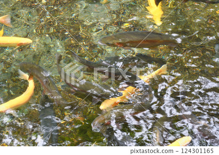 Fish and Forest Observation Garden (Nikko City, Tochigi Prefecture) 124301165