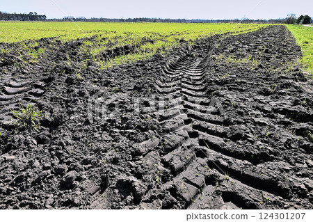 truck tire track in the mud of a cultivated field 124301207