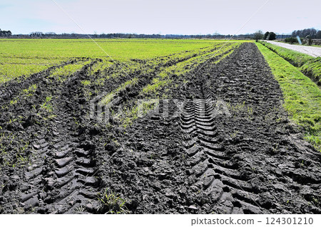 truck tire track in the mud of a cultivated field 124301210