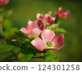 粉紅山茱萸 124301258