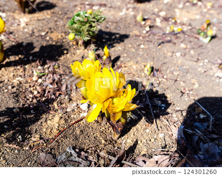Pretty and beautiful Adonis ramosa heralding the arrival of spring Pretty and beautiful Adonis ramosa heralding the arrival of spring 124301260