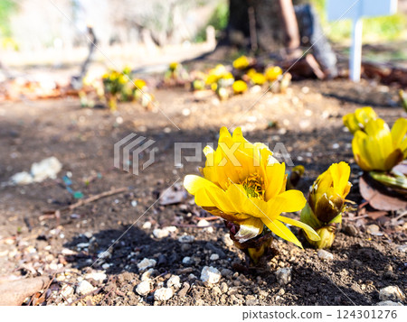 漂亮美麗的 Adonis ramosa 預示著春天的到來 124301276