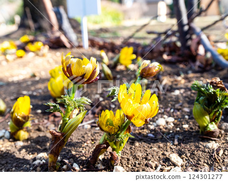 Pretty and beautiful Adonis ramosa heralding the arrival of spring 124301277