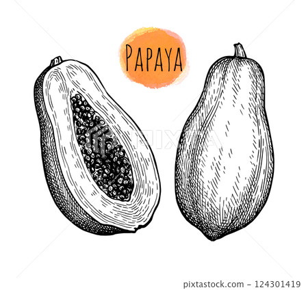 Papaya ink sketch. Papaya ink sketch. 124301419