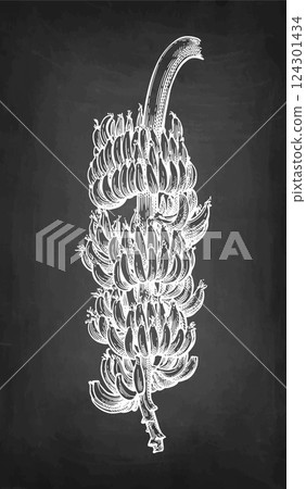 Bunch of bananas chalk sketch 124301434