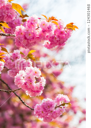 lush pink sakura blossom background. sunny weather in spring. hanami season in ukraine. delicate bud on the twig 124301468