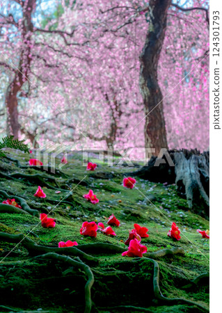 Weeping plum and fallen camellia, a carpet of petals, Jonangu Shrine, Kyoto 124301793