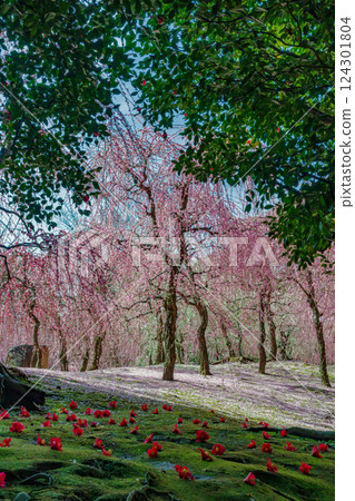 Weeping plum and fallen camellia, a carpet of petals, Jonangu Shrine, Kyoto Weeping plum and fallen camellia, a carpet of petals, Jonangu Shrine, Kyoto 124301804