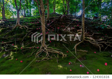 垂枝梅花和落花山茶花，花瓣如毯，京都城南宮 124301816