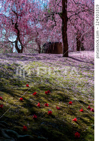 Weeping plum and fallen camellia, a carpet of petals, Jonangu Shrine, Kyoto 124301819