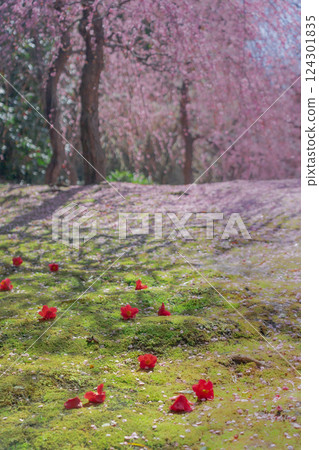 垂枝梅花和落花山茶花，花瓣如毯，京都城南宮 124301835