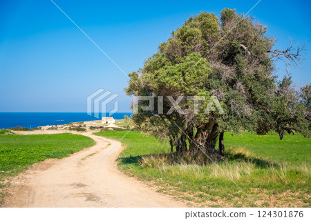 A road with an olive tree leads to ancient Orthodox church ruins near the sea in Northern Cyprus. The image captures history, faith, and the Mediterranean landscape. 124301876