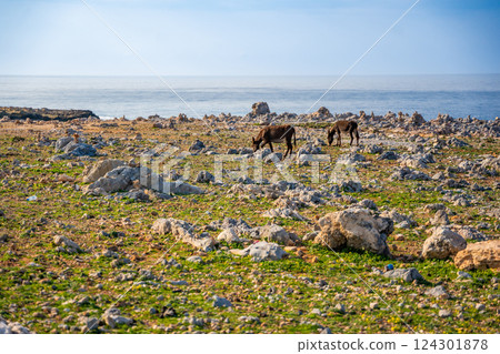 Two donkeys stand among rocky terrain with small stone cairns at the northeasternmost point of Cyprus. The image represents wildlife, travel, and the unique landscape of the Karpas Peninsula Two donkeys stand among rocky terrain with small stone cairns at the northeasternmost point of Cyprus. The image represents wildlife, travel, and the unique landscape of the Karpas Peninsula 124301878