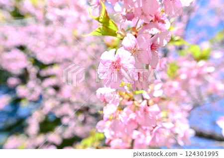 Kawazu cherry blossoms blooming against the blue sky 124301995