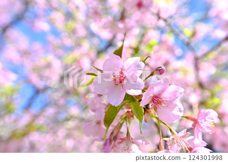 Kawazu cherry blossoms blooming against the blue sky Kawazu cherry blossoms blooming against the blue sky 124301998