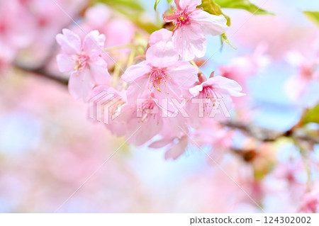 Kawazu cherry blossoms blooming against the blue sky 124302002