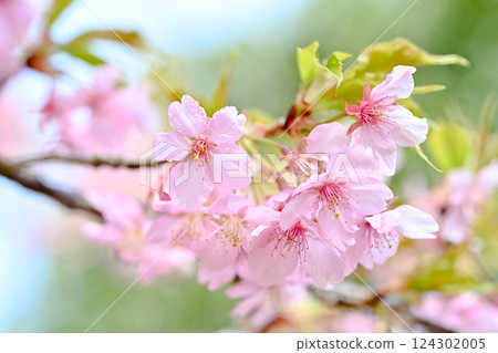 Kawazu cherry blossoms blooming against the blue sky 124302005