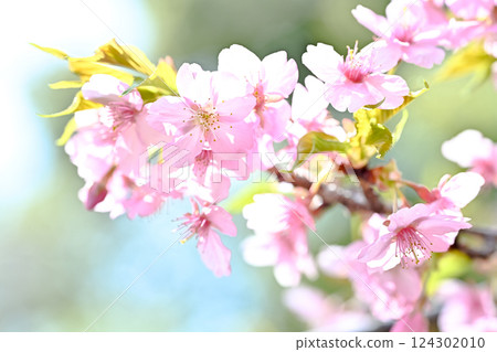 Kawazu cherry blossoms blooming against the blue sky Kawazu cherry blossoms blooming against the blue sky 124302010