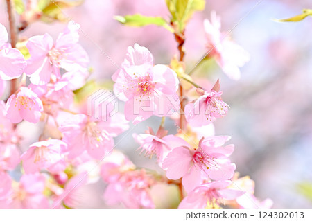 Kawazu cherry blossoms blooming against the blue sky 124302013