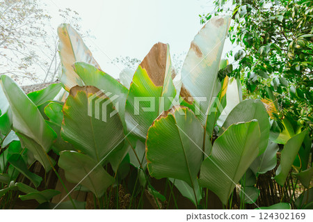 Greenery topical garden 124302169